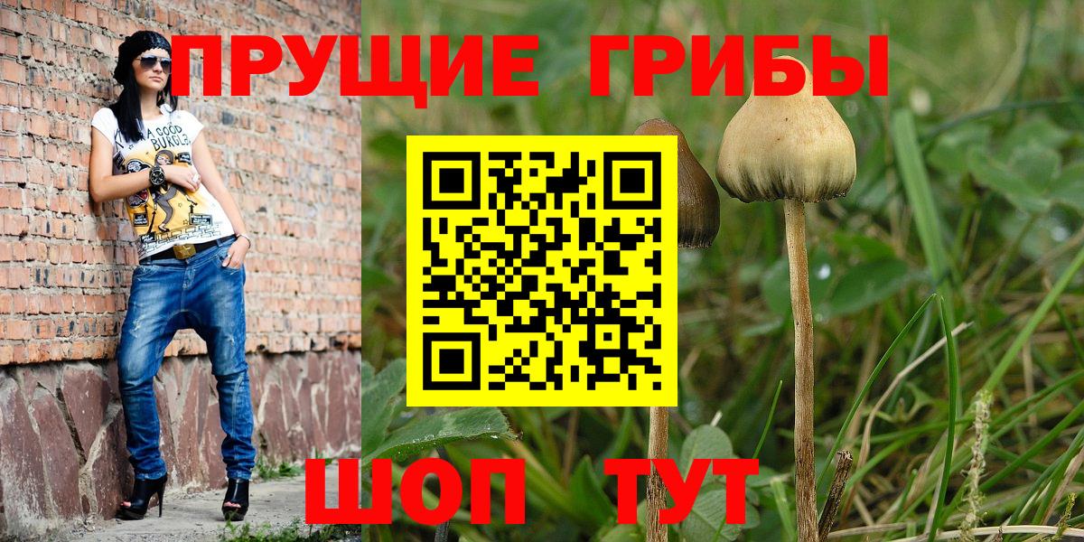 Псилоцибиновые грибы Psilocybe Альметьевск